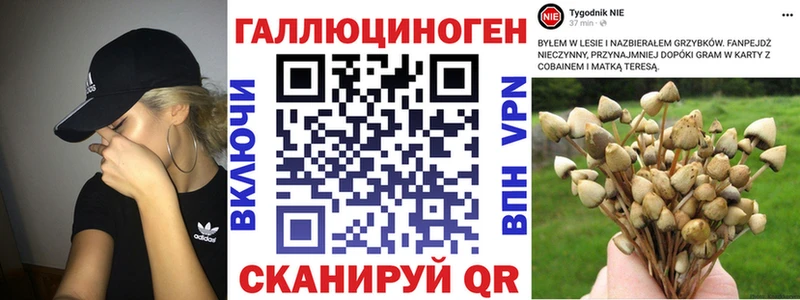 Псилоцибиновые грибы Psilocybine cubensis  hydra как зайти  Белокуриха 